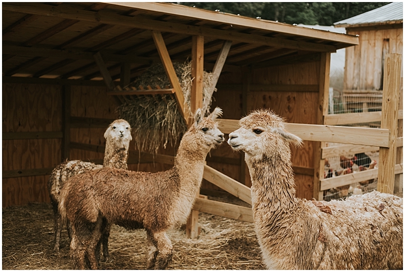 North Carolina Llama farm wedding