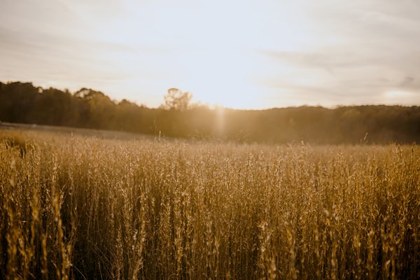 The Meadows at Firefly Farm Preserve02